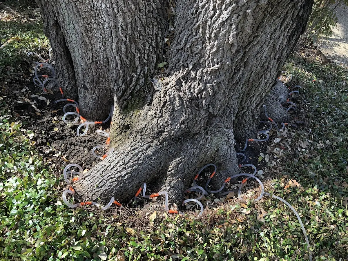 Detailed Tree Cabling and Bracing job site in Chestnut Mound