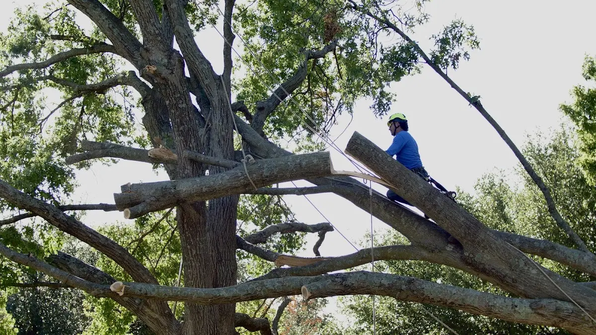 Professional Hazardous Tree Removal performed by certified arborists in Chestnut Mound