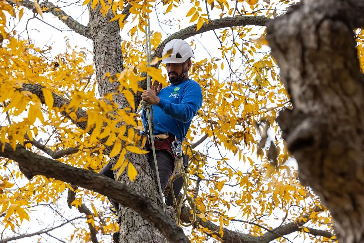 Skilled Tree Planting crew working in Chestnut Mound